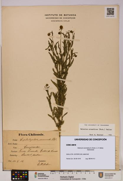 Helenium aromaticum [Espécimen: UDEC:CONC:0020818]