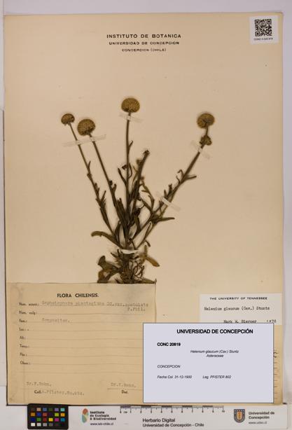 Helenium glaucum [Espécimen: UDEC:CONC:0020819]