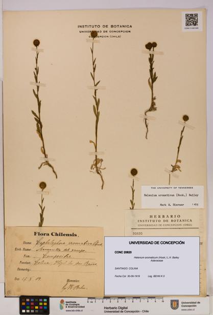 Helenium aromaticum [Espécimen: UDEC:CONC:0020820]