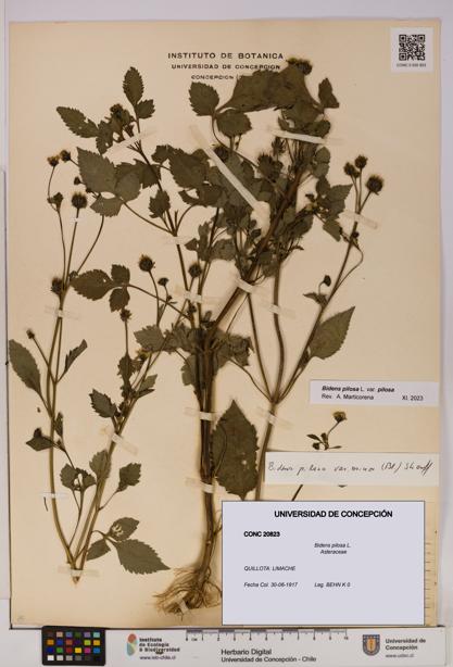 Bidens pilosa [Espécimen: UDEC:CONC:0020823]