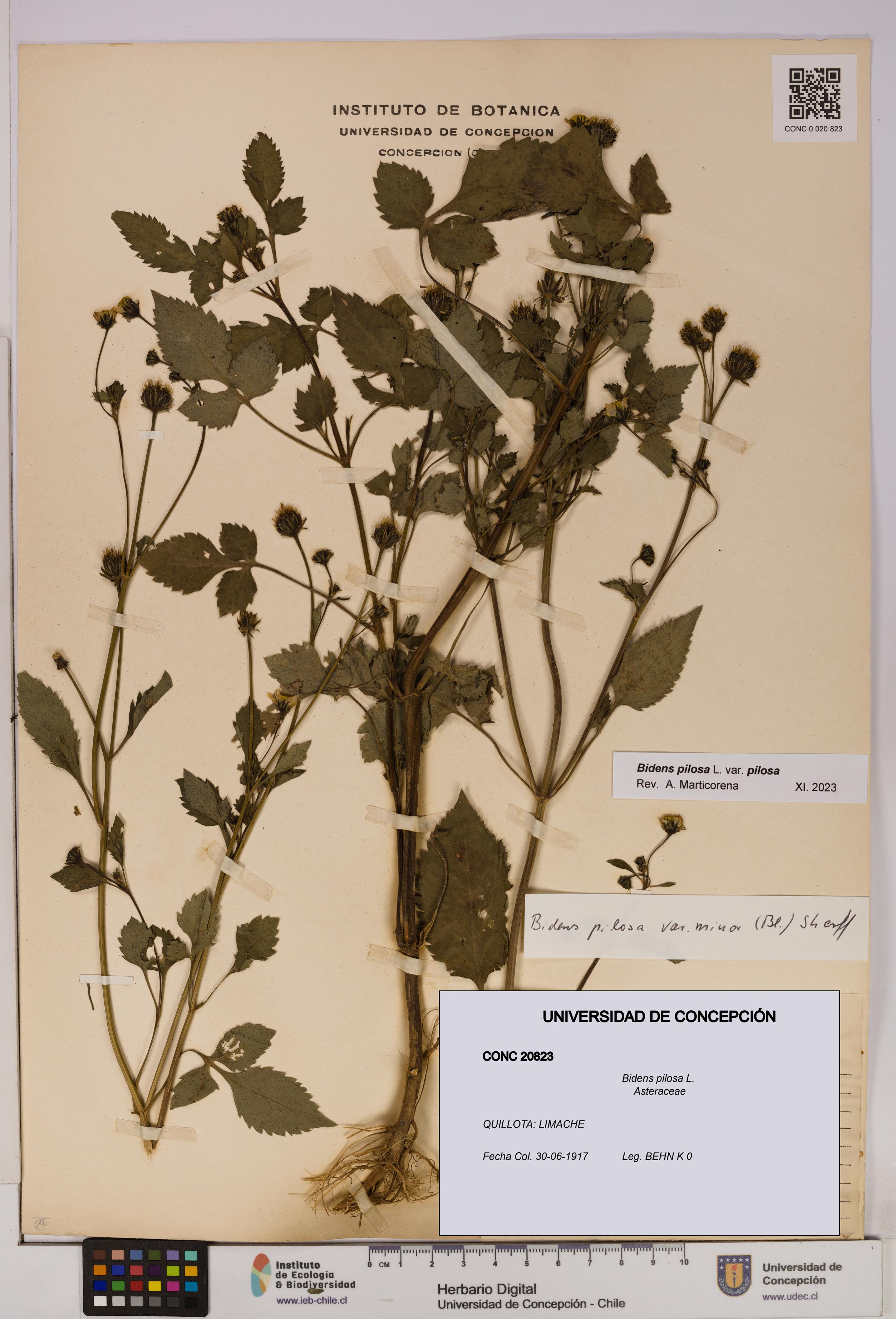 Bidens pilosa [Espécimen: UDEC:CONC:0020823]