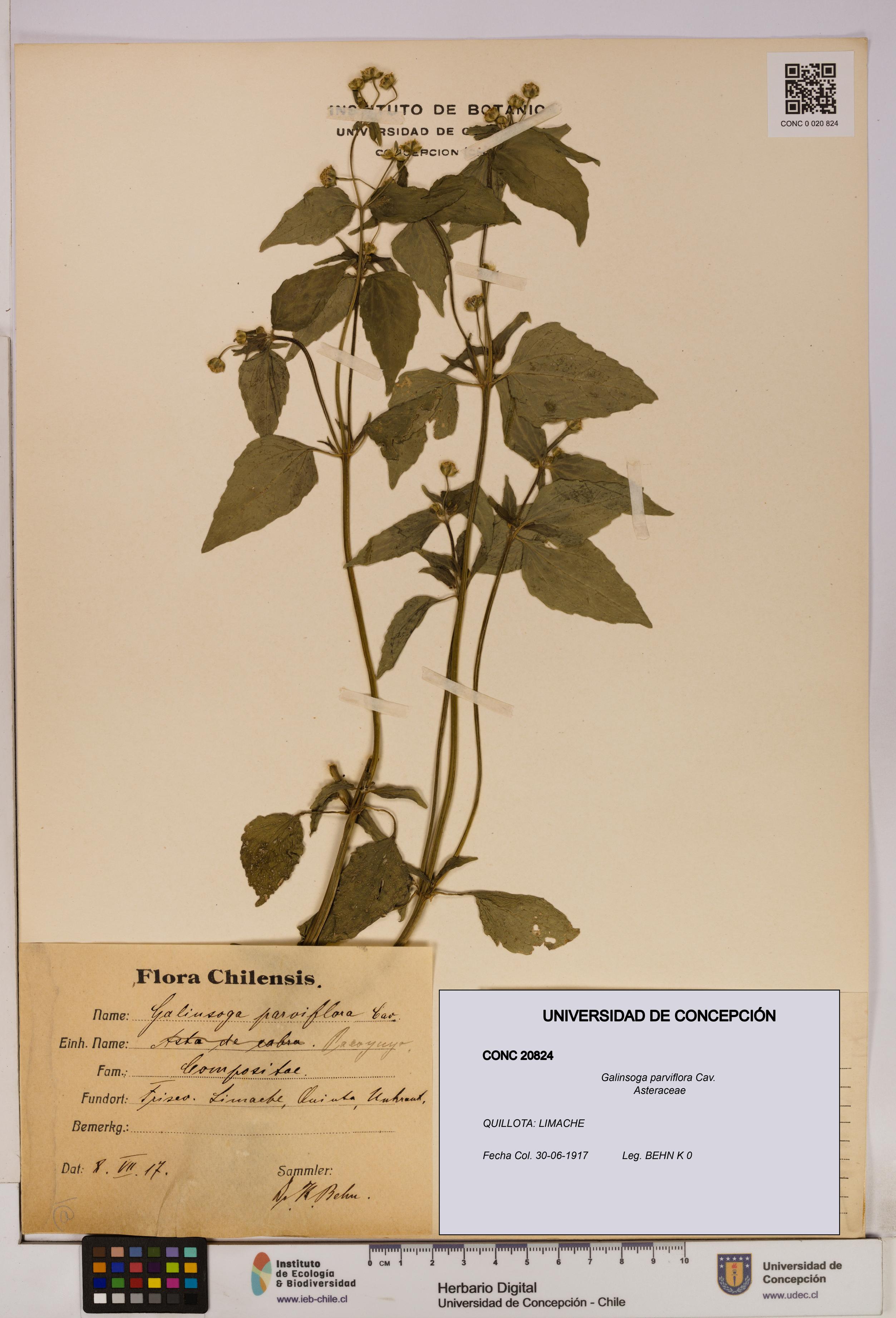 Galinsoga parviflora [Espécimen: UDEC:CONC:0020824]
