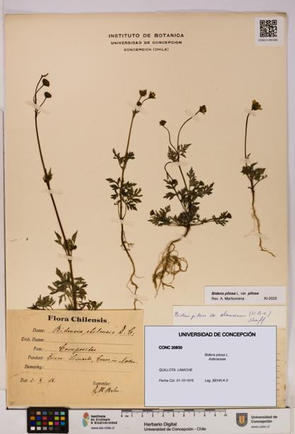 Bidens pilosa [Espécimen: UDEC:CONC:0020830]