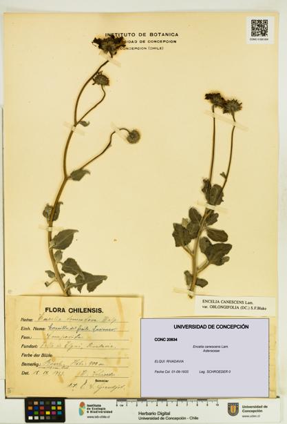 Encelia canescens [Espécimen: UDEC:CONC:0020834]