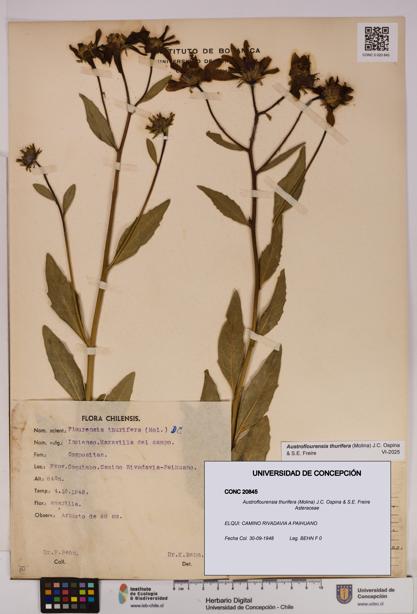 Austroflourensia thurifera [Espécimen: UDEC:CONC:0020845]