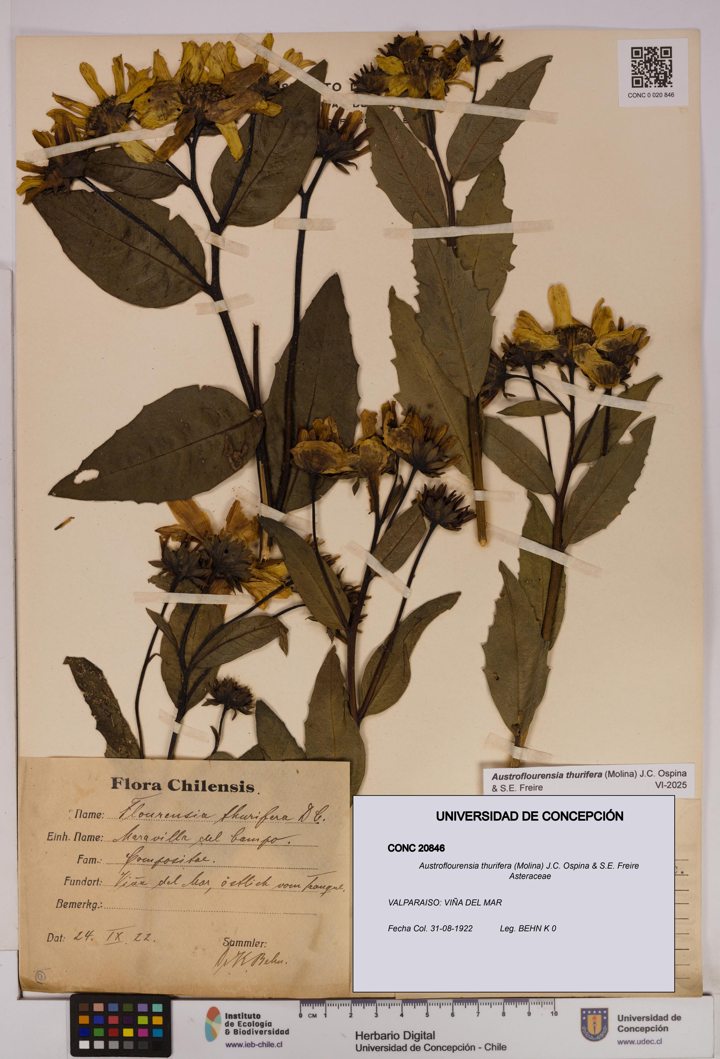 Austroflourensia thurifera [Espécimen: UDEC:CONC:0020846]