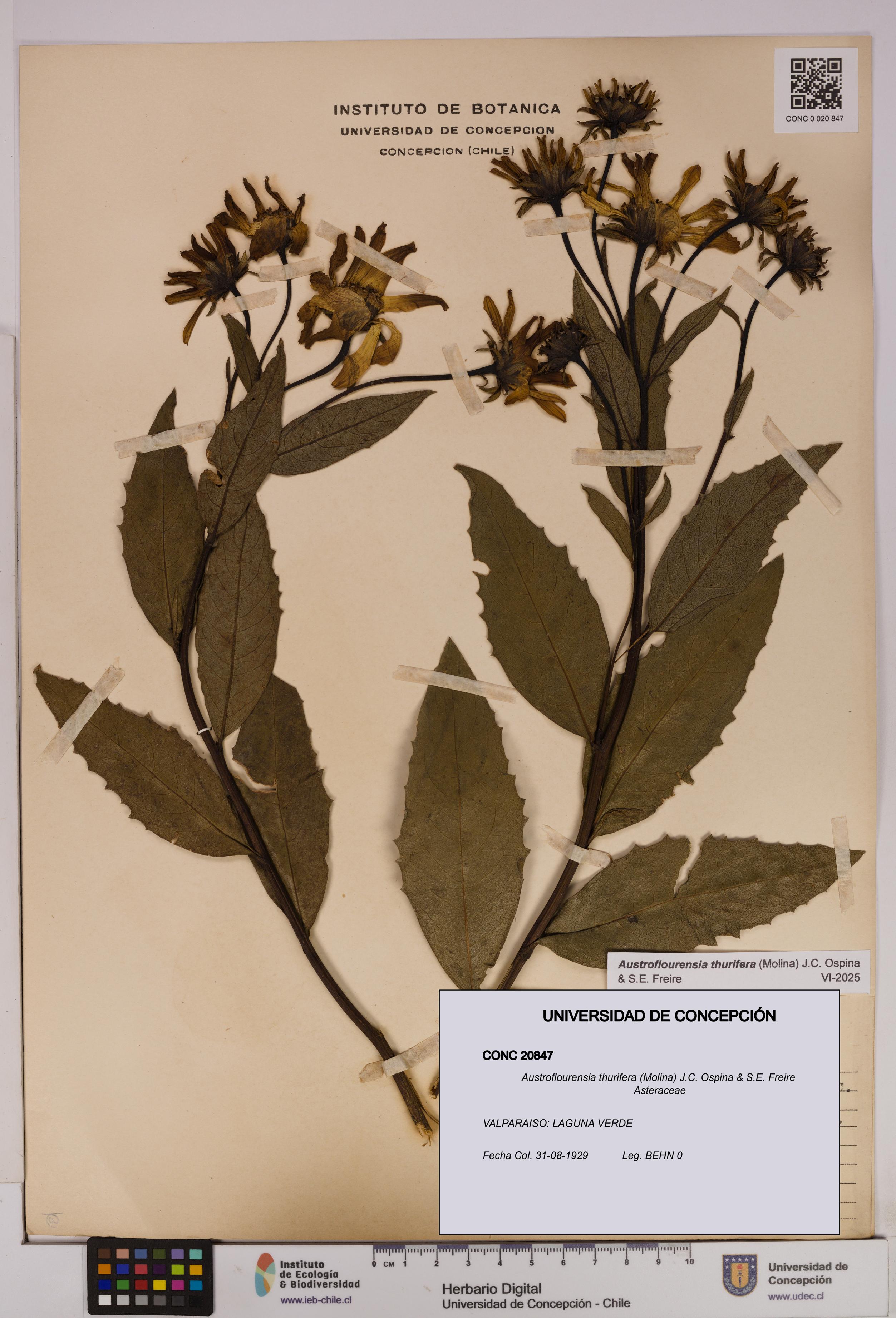 Austroflourensia thurifera [Espécimen: UDEC:CONC:0020847]
