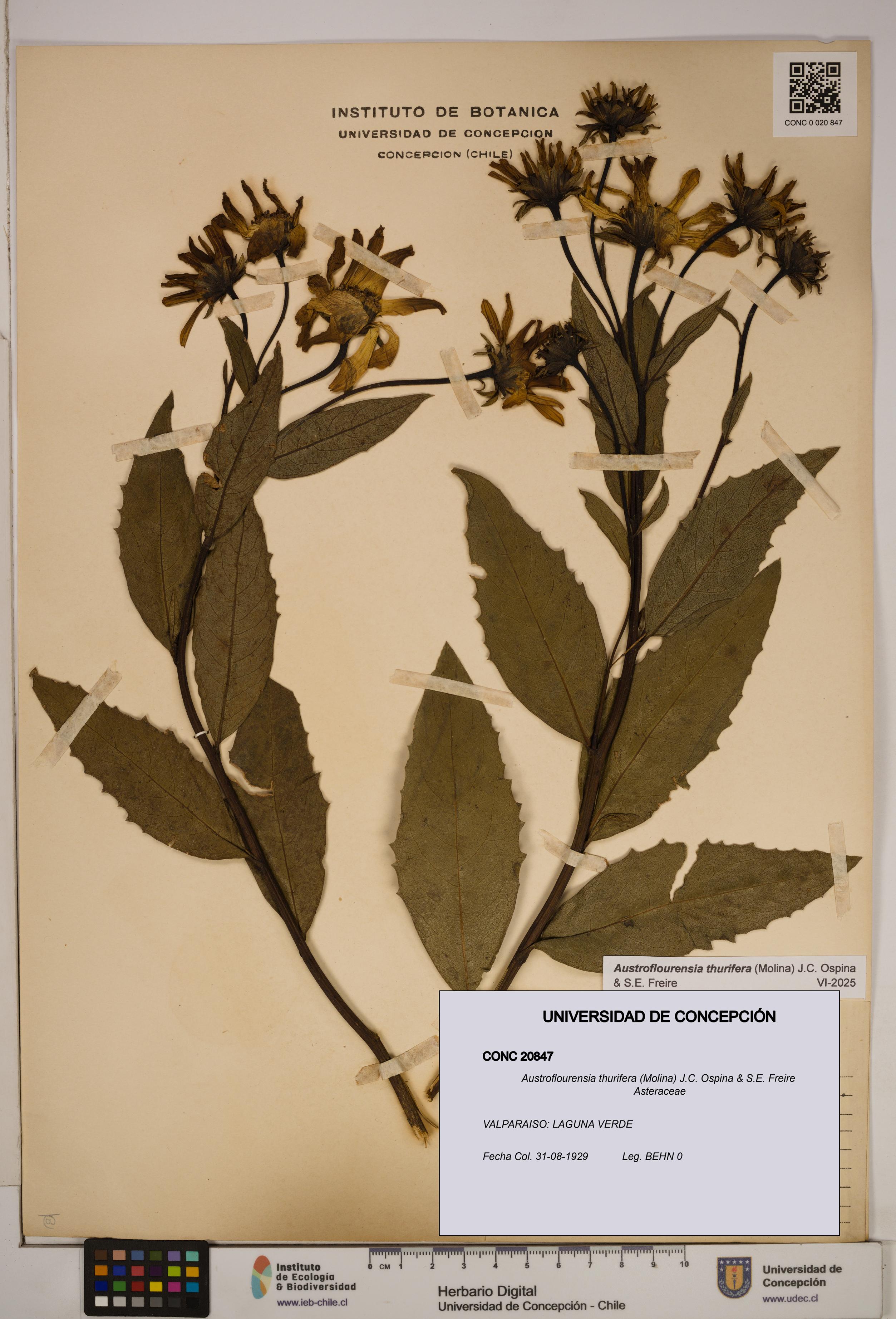 Austroflourensia thurifera [Espécimen: ]