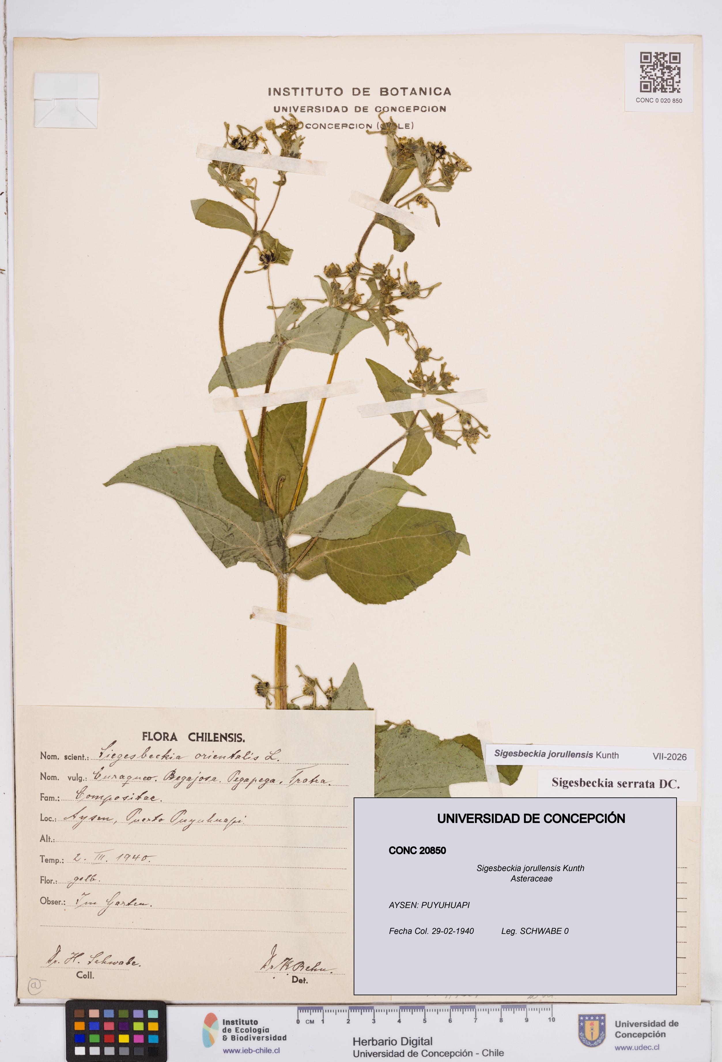 Sigesbeckia jorullensis [Espécimen: ]