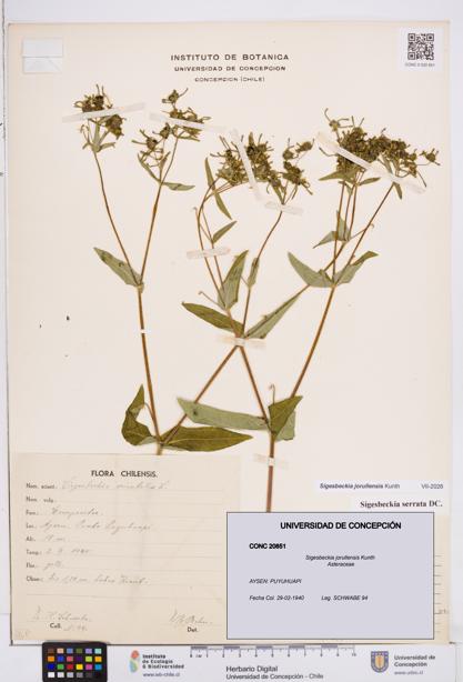 Sigesbeckia jorullensis [Espécimen: ]