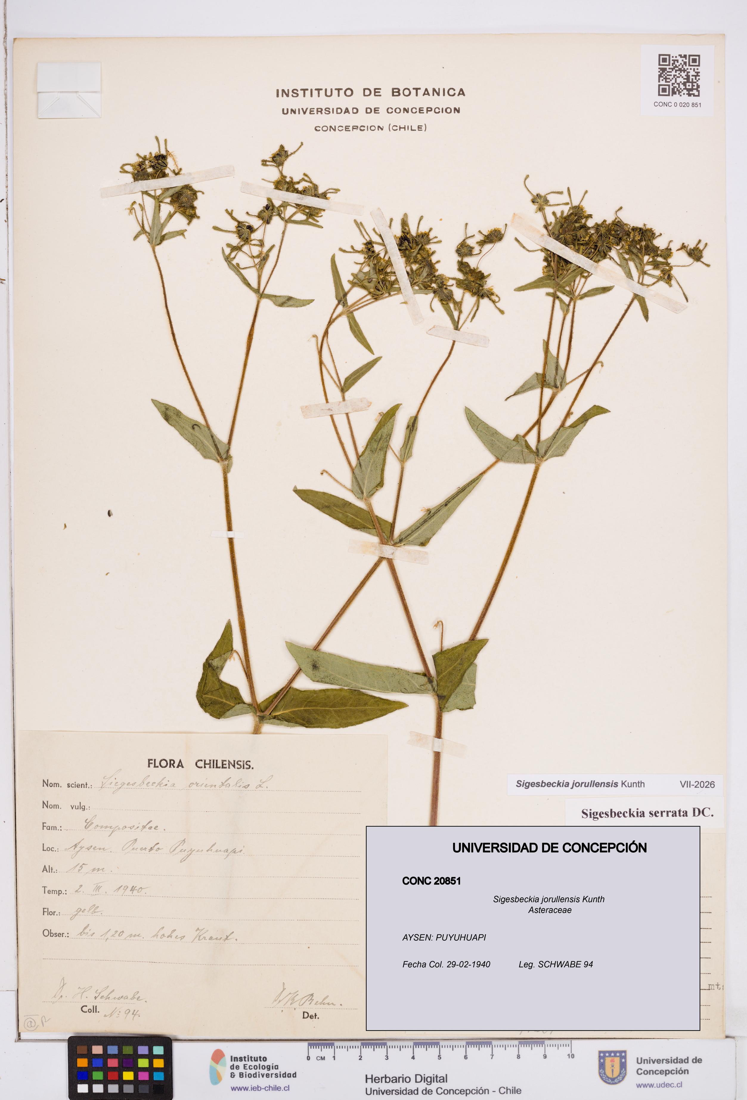 Sigesbeckia jorullensis [Espécimen: ]