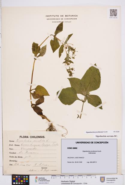 Sigesbeckia jorullensis [Espécimen: ]
