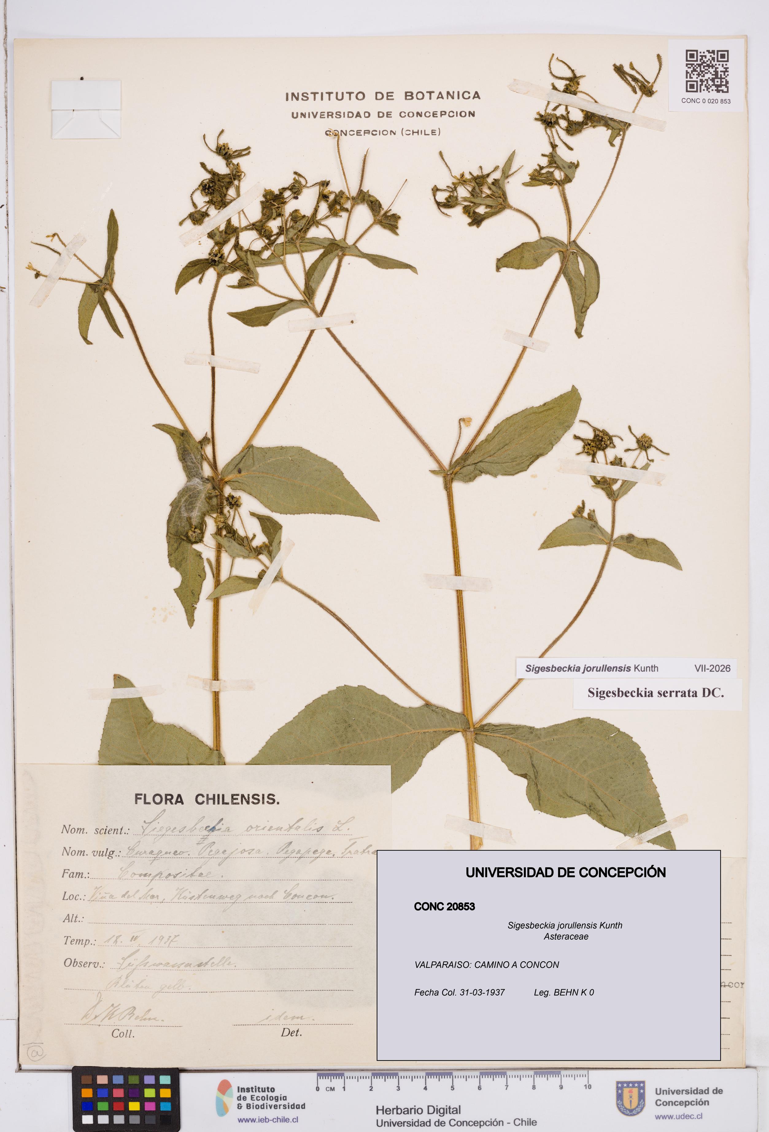 Sigesbeckia jorullensis [Espécimen: ]