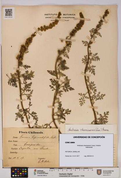 Ambrosia chamissonis [Espécimen: UDEC:CONC:0020854]