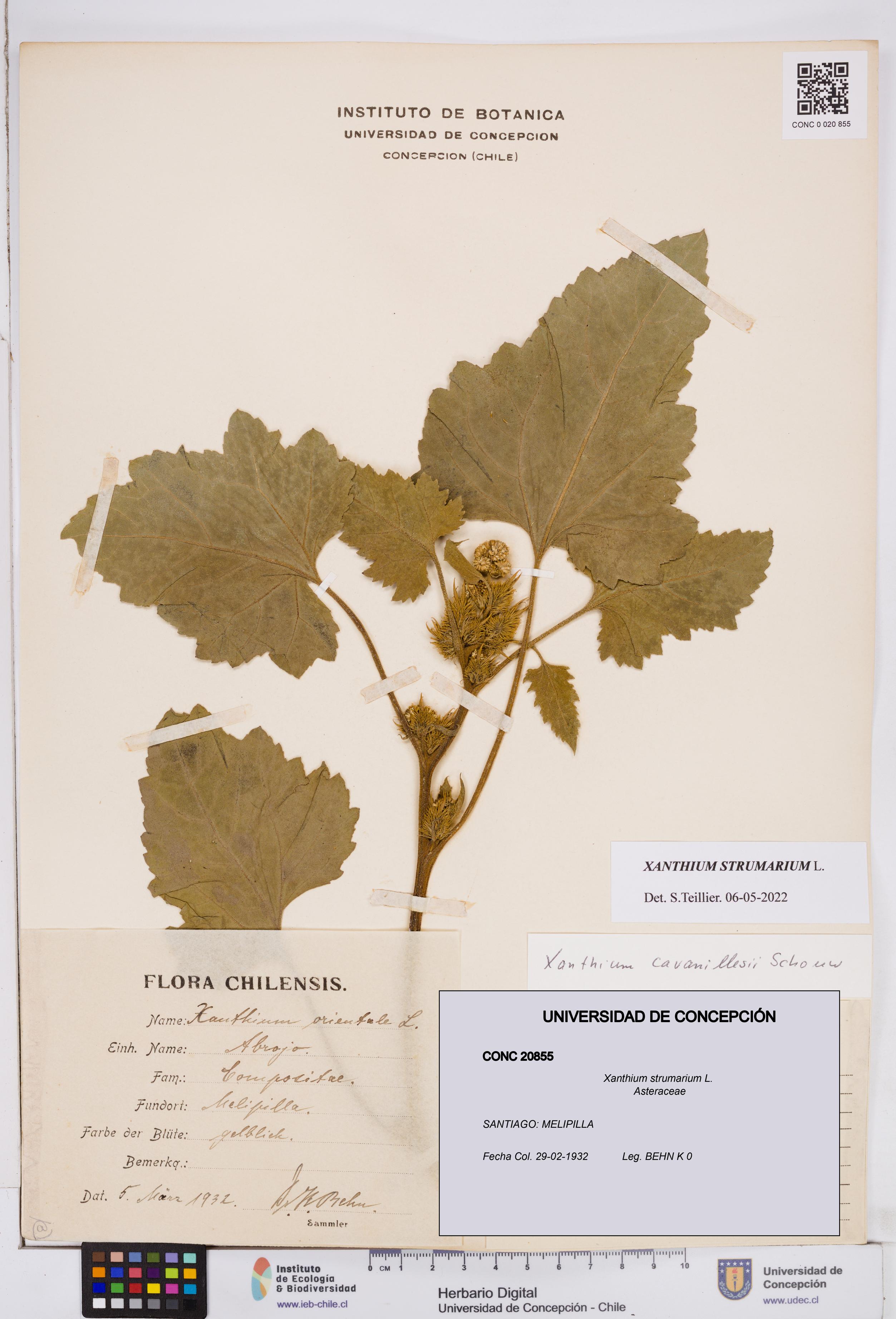 Xanthium strumarium [Espécimen: ]
