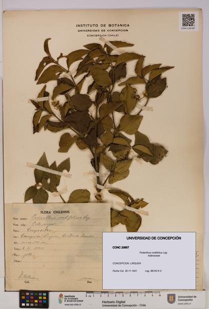 Podanthus ovatifolius [Espécimen: ]