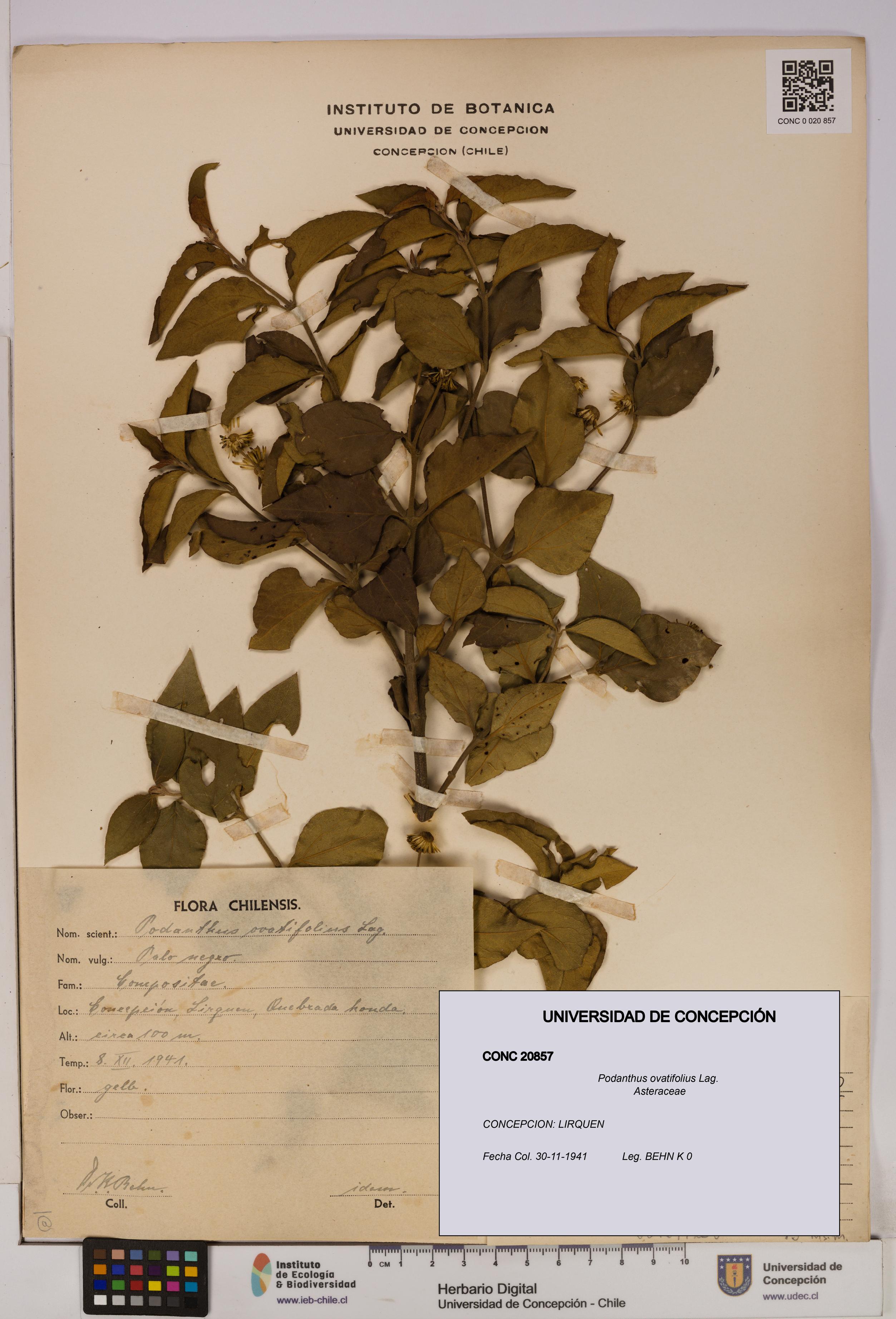 Podanthus ovatifolius [Espécimen: ]
