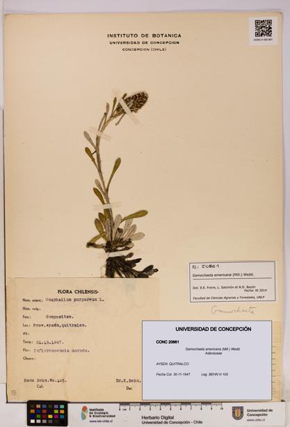 Gamochaeta americana [Espécimen: UDEC:CONC:0020861]