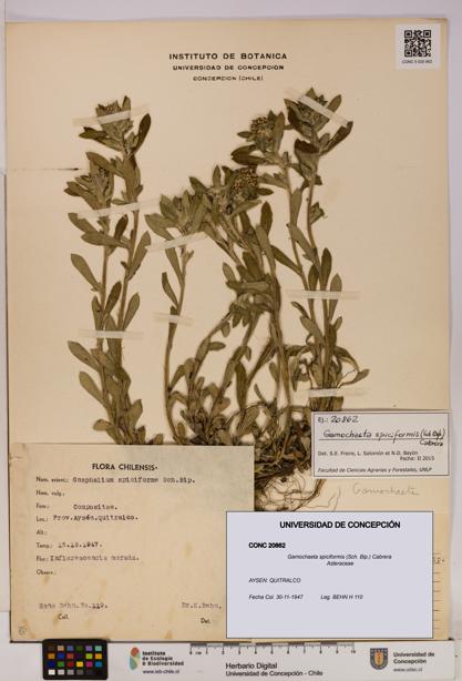 Gamochaeta spiciformis [Espécimen: UDEC:CONC:0020862]