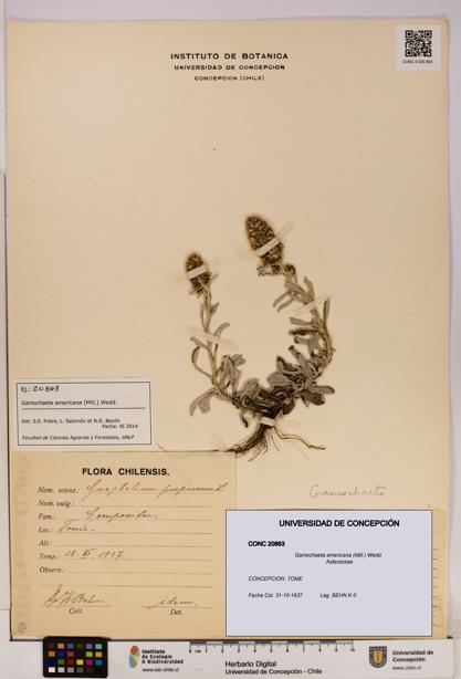 Gamochaeta americana [Espécimen: UDEC:CONC:0020863]