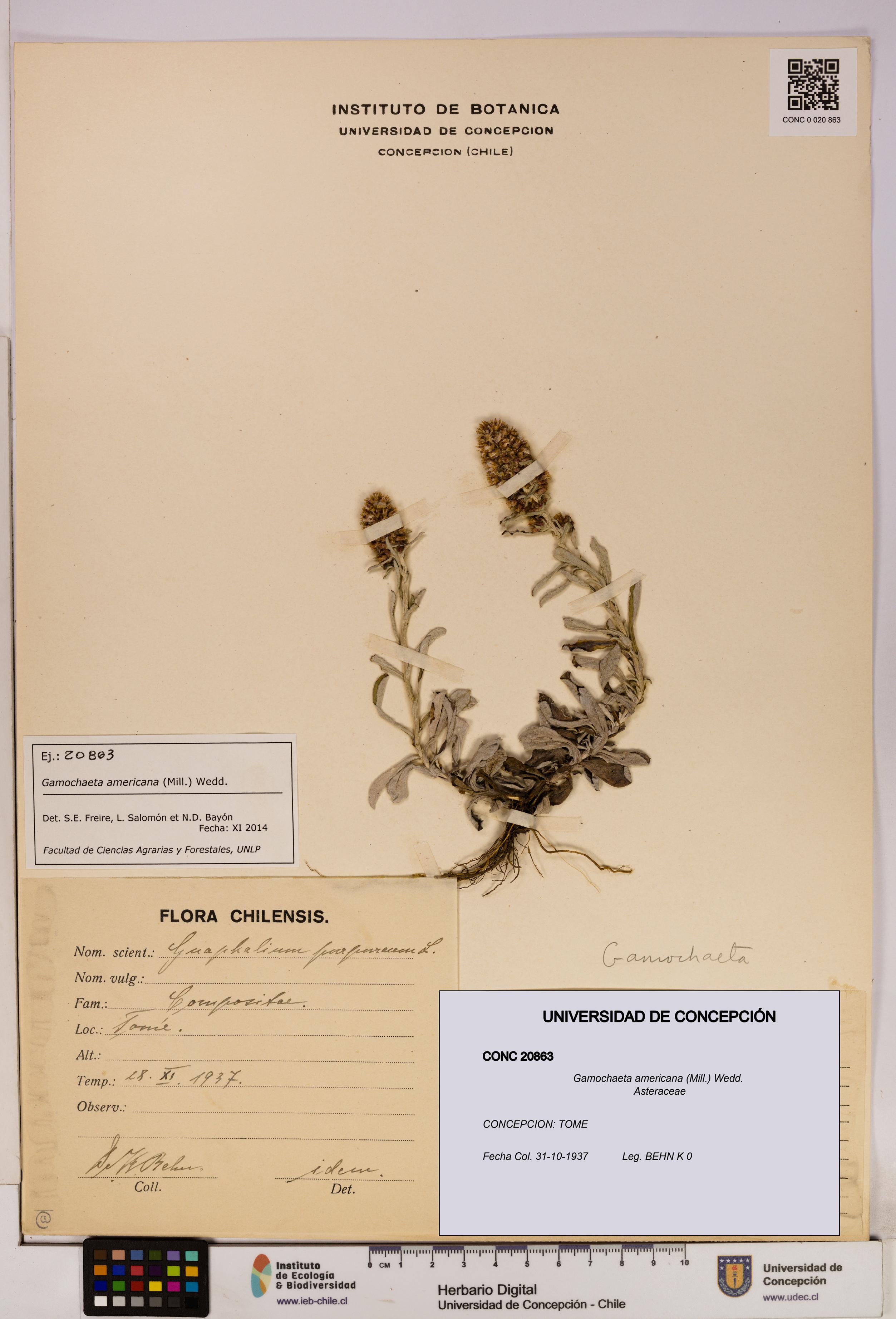 Gamochaeta americana [Espécimen: UDEC:CONC:0020863]