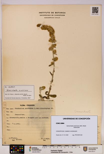 Gamochaeta americana [Espécimen: UDEC:CONC:0020864]