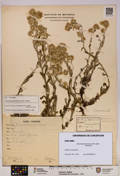 Gamochaeta americana [Espécimen: UDEC:CONC:0020865]