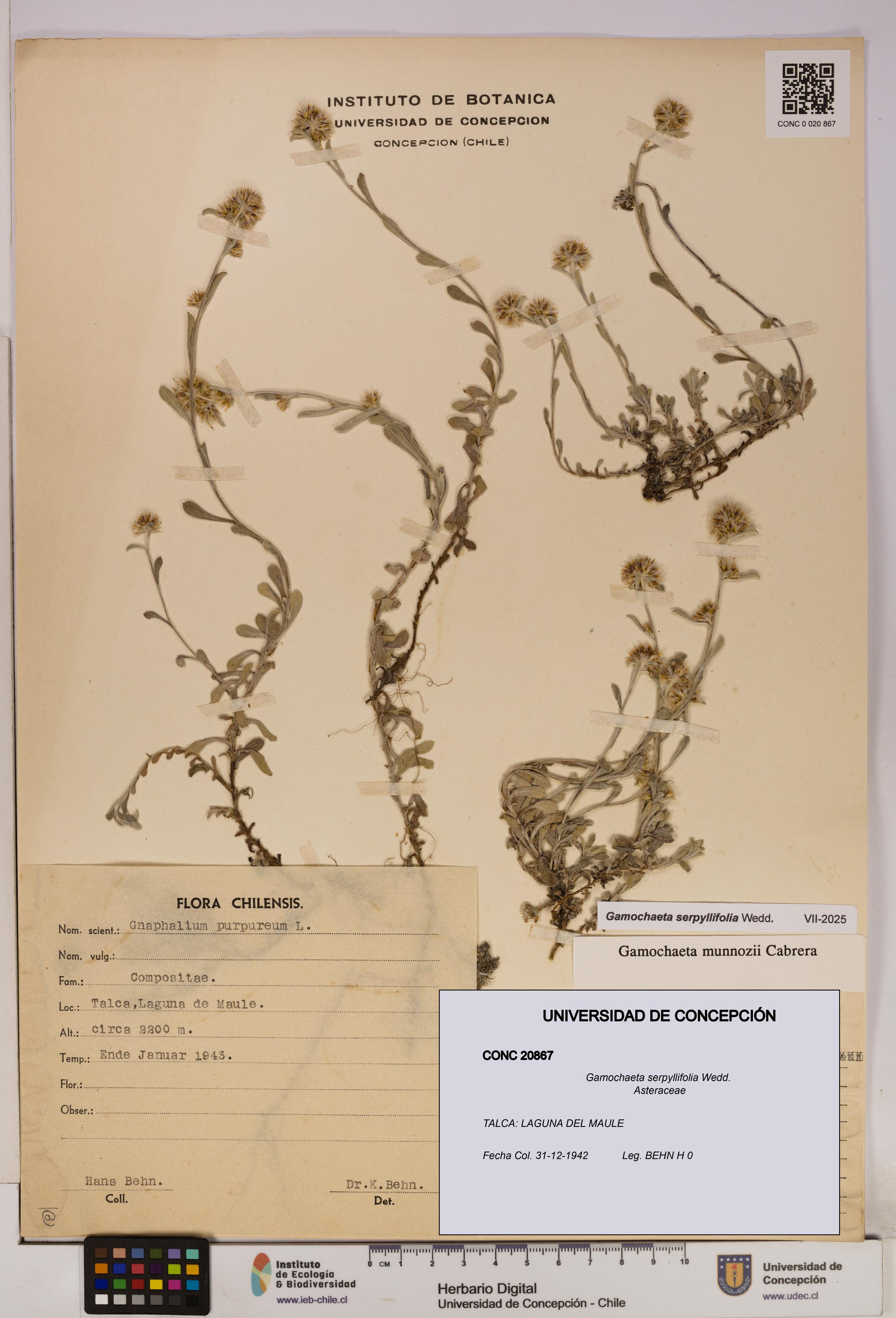 Gamochaeta serpyllifolia [Espécimen: UDEC:CONC:0020867]