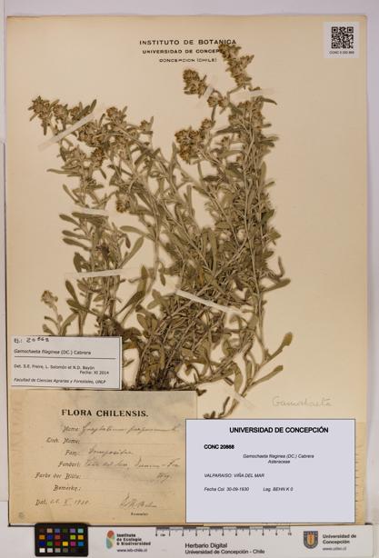 Gamochaeta filaginea [Espécimen: UDEC:CONC:0020868]