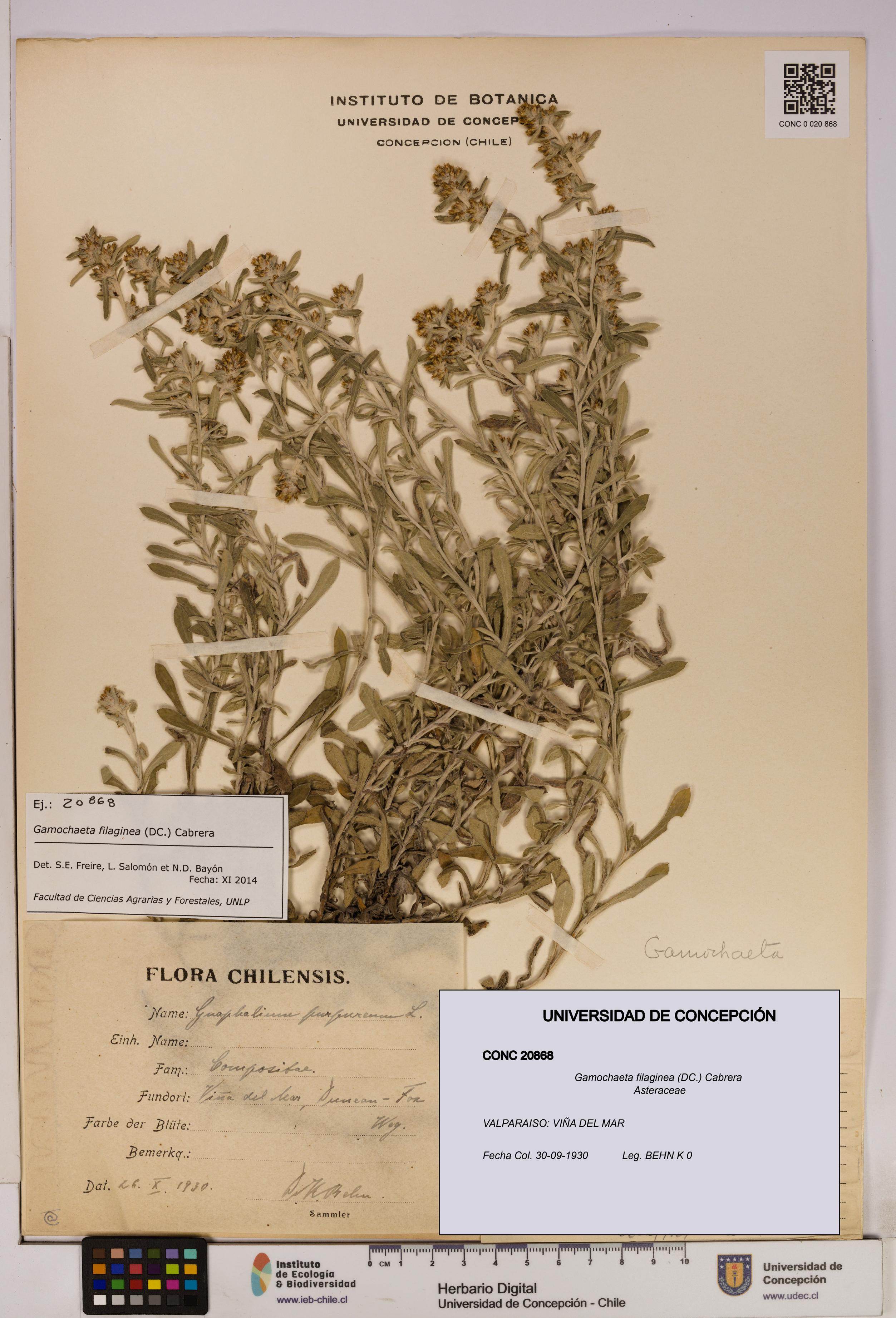 Gamochaeta filaginea [Espécimen: UDEC:CONC:0020868]