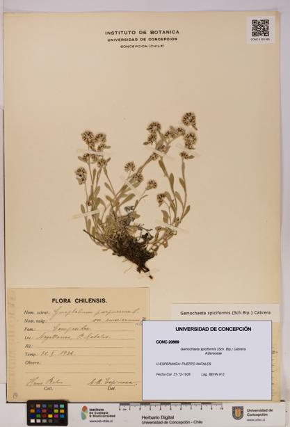 Gamochaeta spiciformis [Espécimen: UDEC:CONC:0020869]