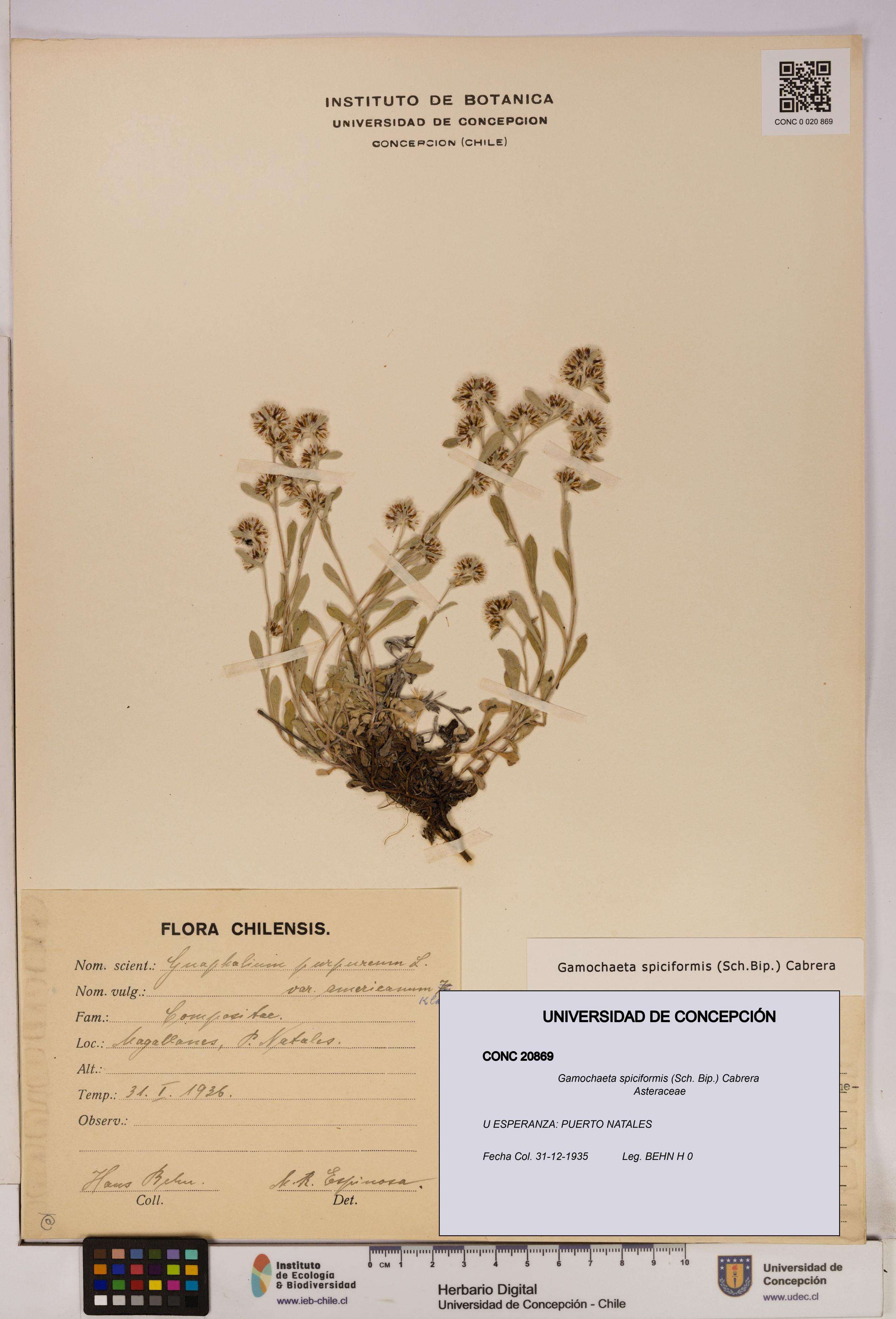 Gamochaeta spiciformis [Espécimen: UDEC:CONC:0020869]