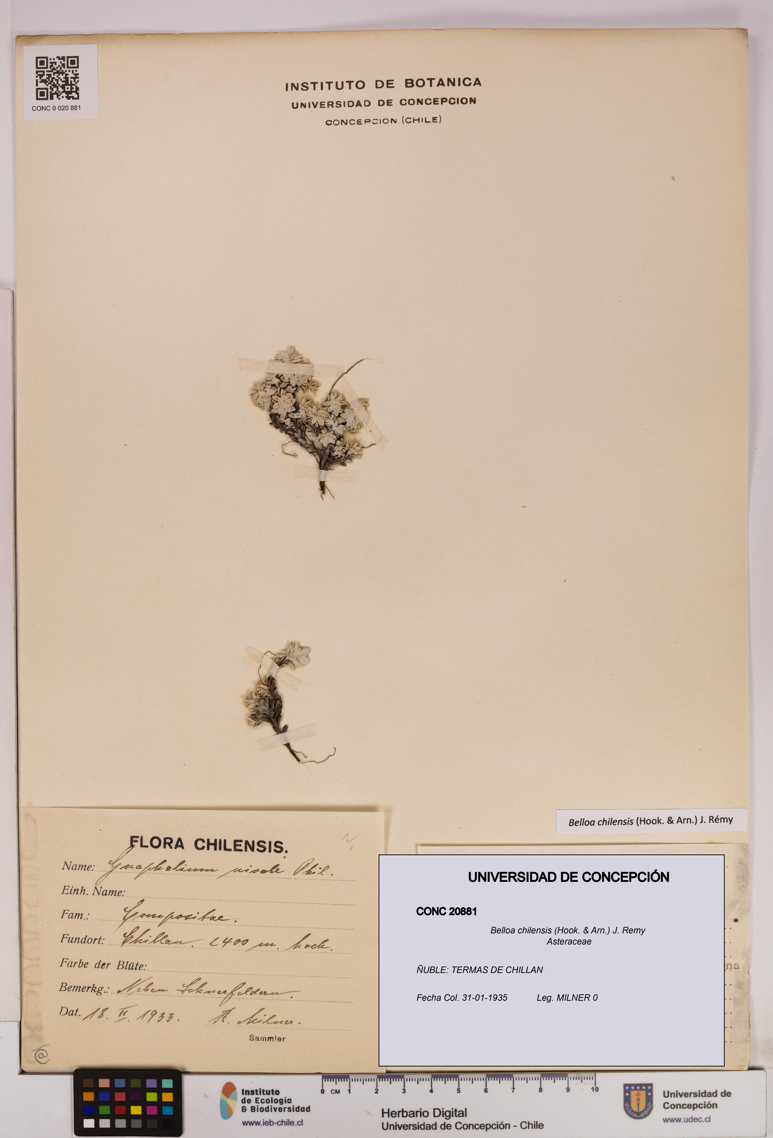 Belloa chilensis [Espécimen: UDEC:CONC:0020881]