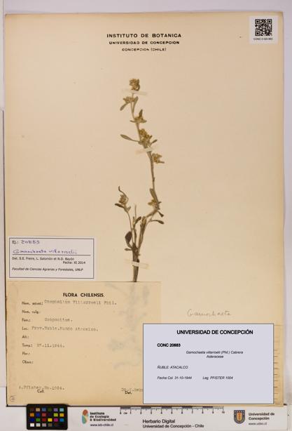 Gamochaeta villarroelii [Espécimen: UDEC:CONC:0020883]