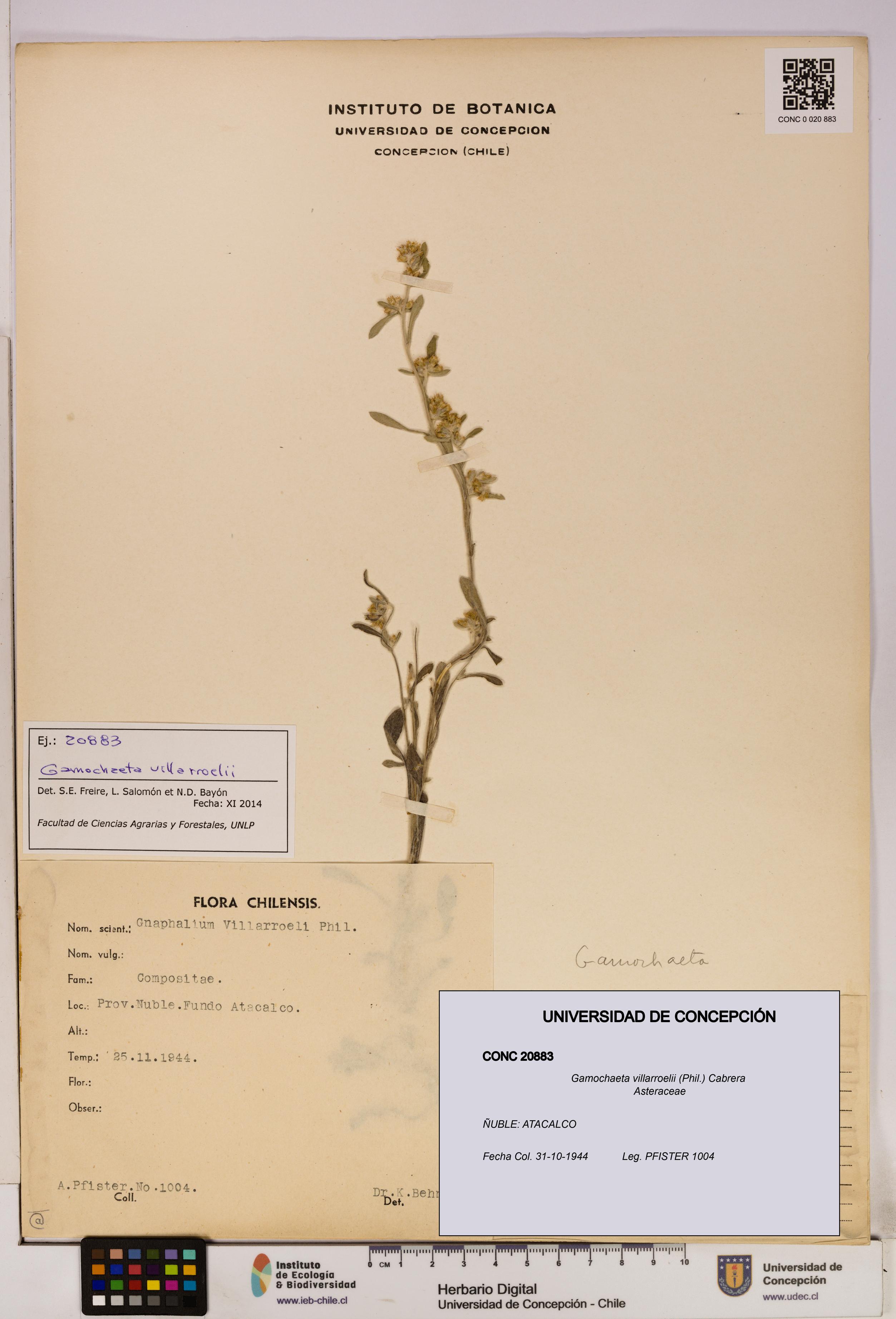 Gamochaeta villarroelii [Espécimen: UDEC:CONC:0020883]