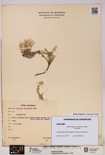 Belloa eriophora [Espécimen: UDEC:CONC:0020888]