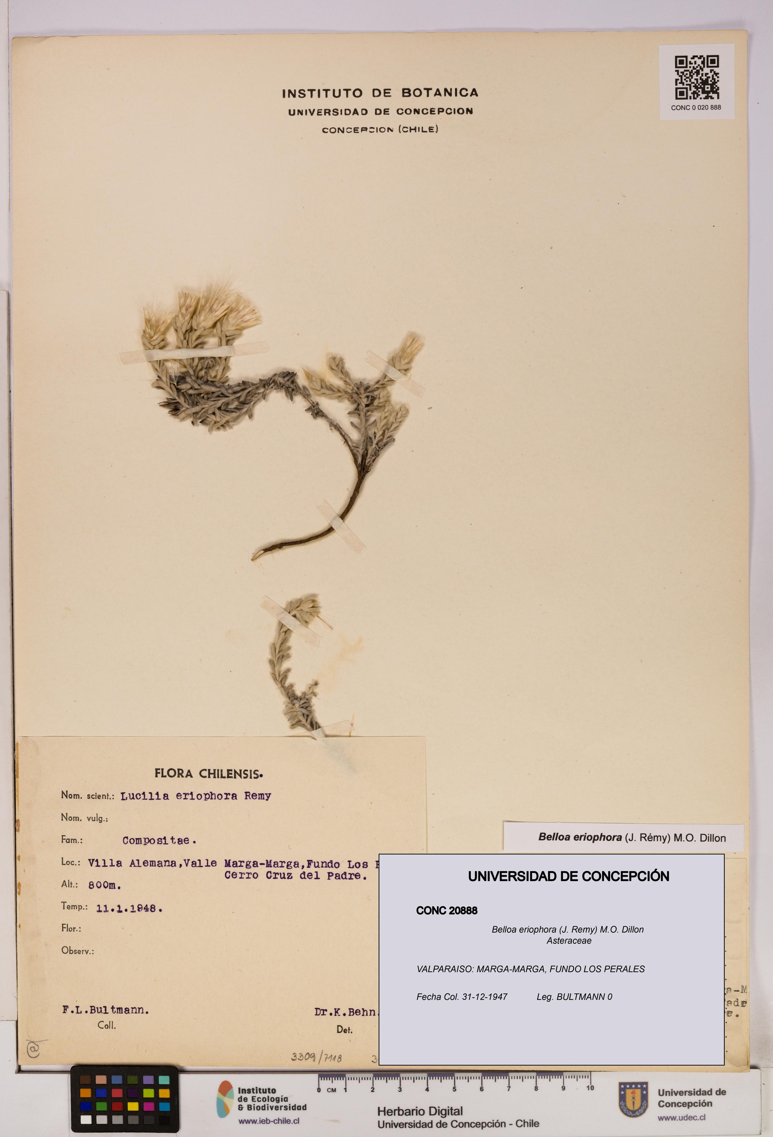 Belloa eriophora [Espécimen: UDEC:CONC:0020888]