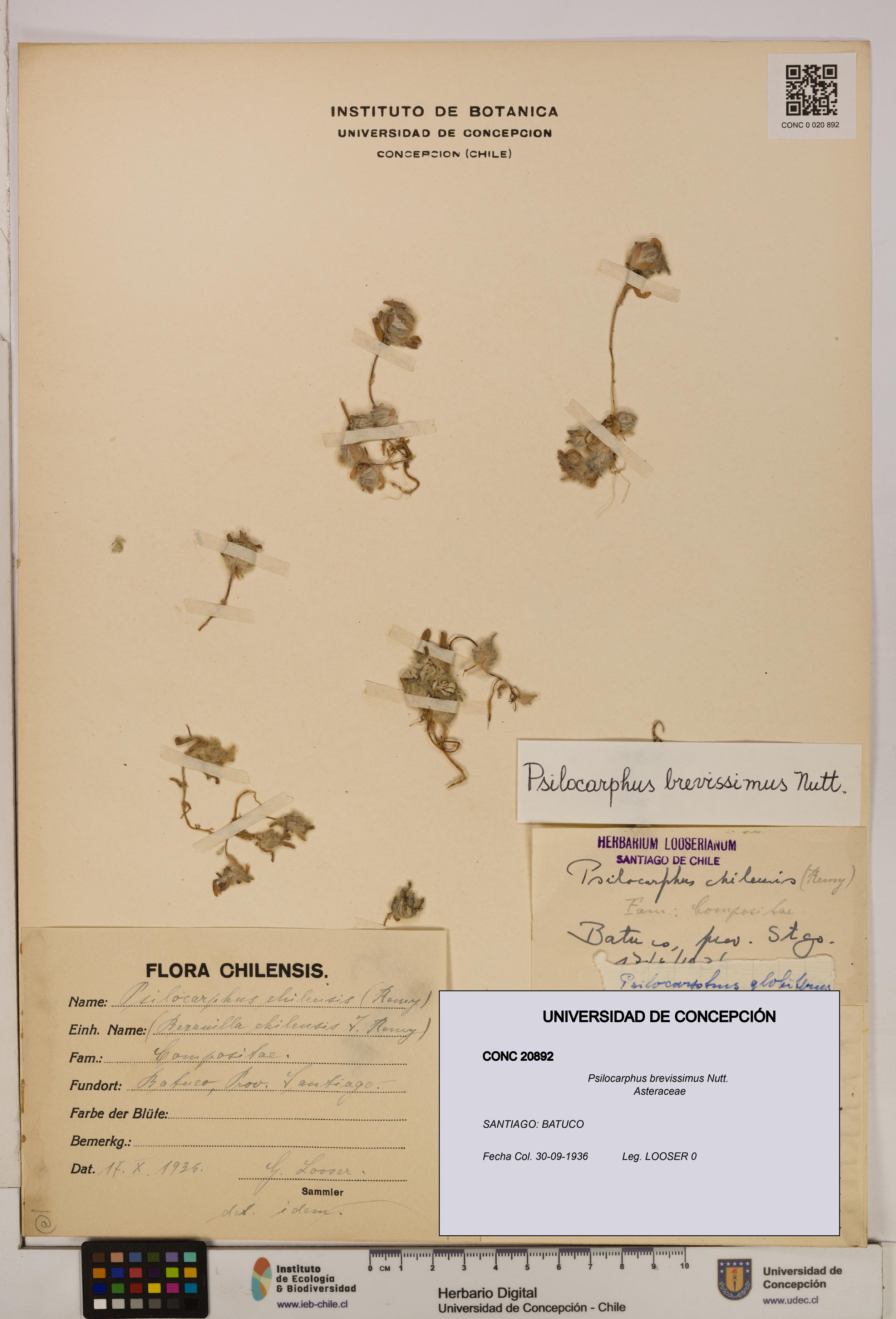 Psilocarphus brevissimus [Espécimen: ]