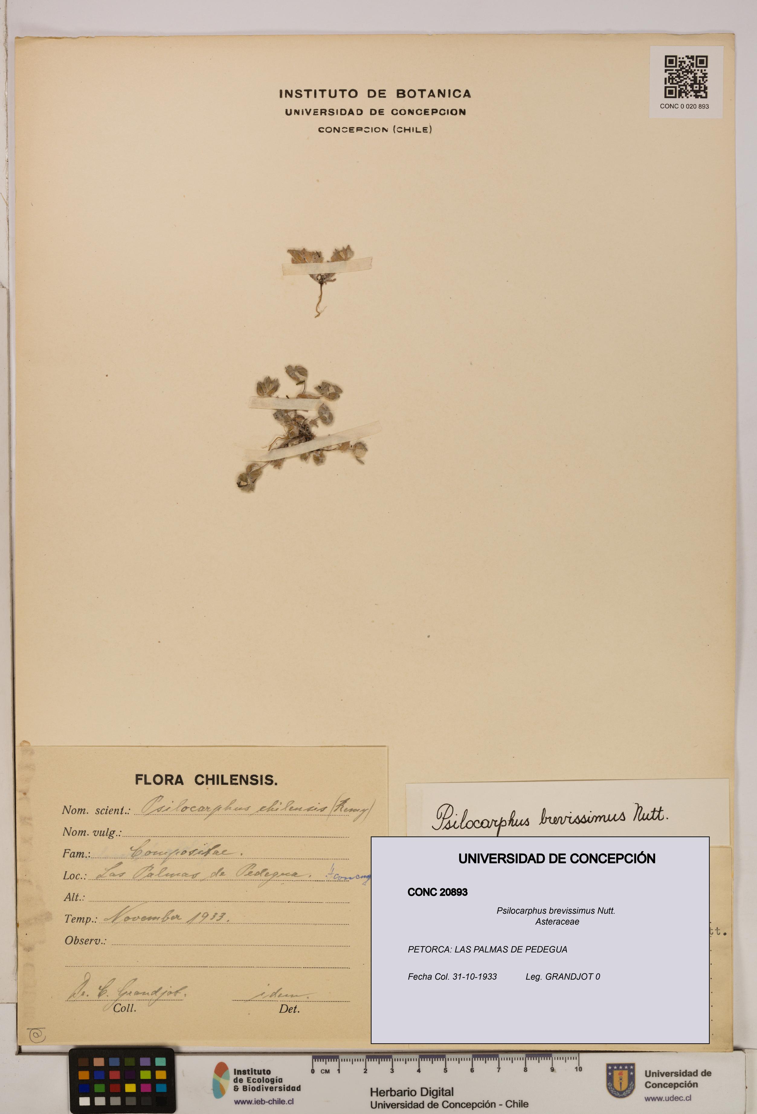 Psilocarphus brevissimus [Espécimen: ]