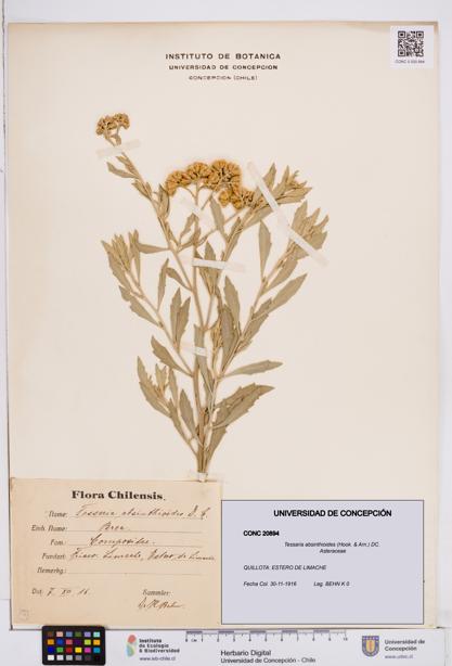 Tessaria absinthioides [Espécimen: ]