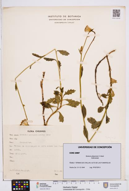 Senecio pilquensis [Espécimen: ]