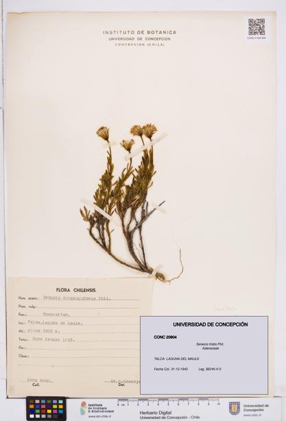 Senecio tristis [Espécimen: ]