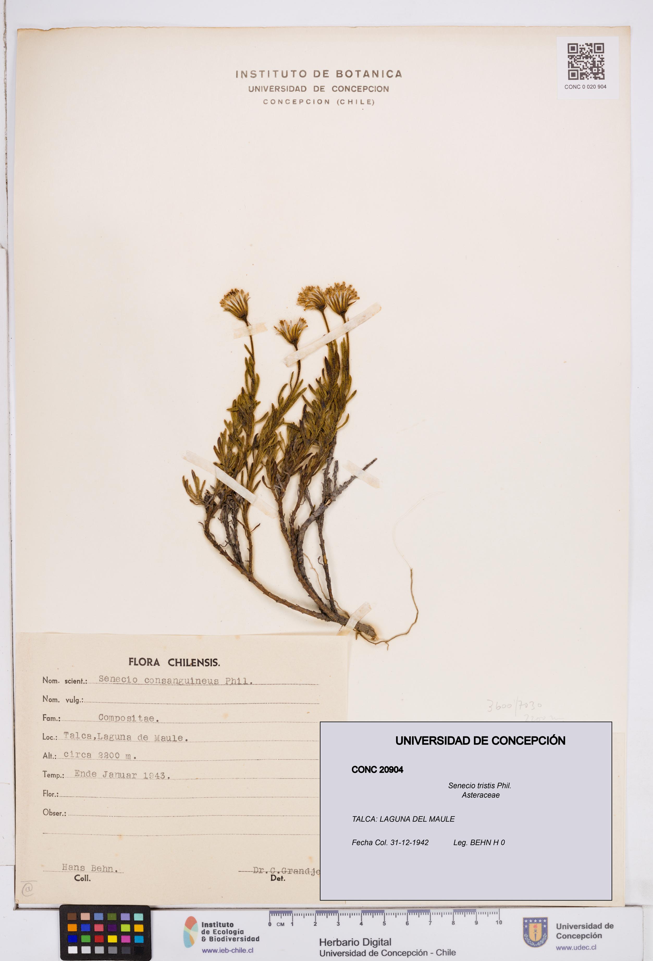 Senecio tristis [Espécimen: ]