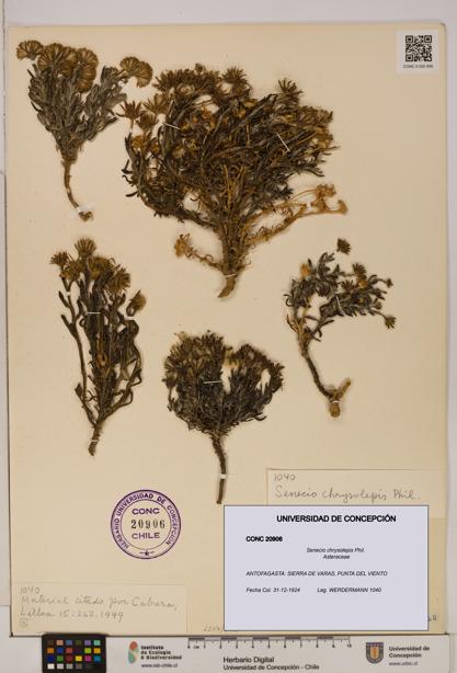 Senecio chrysolepis [Espécimen: UDEC:CONC:0020906]
