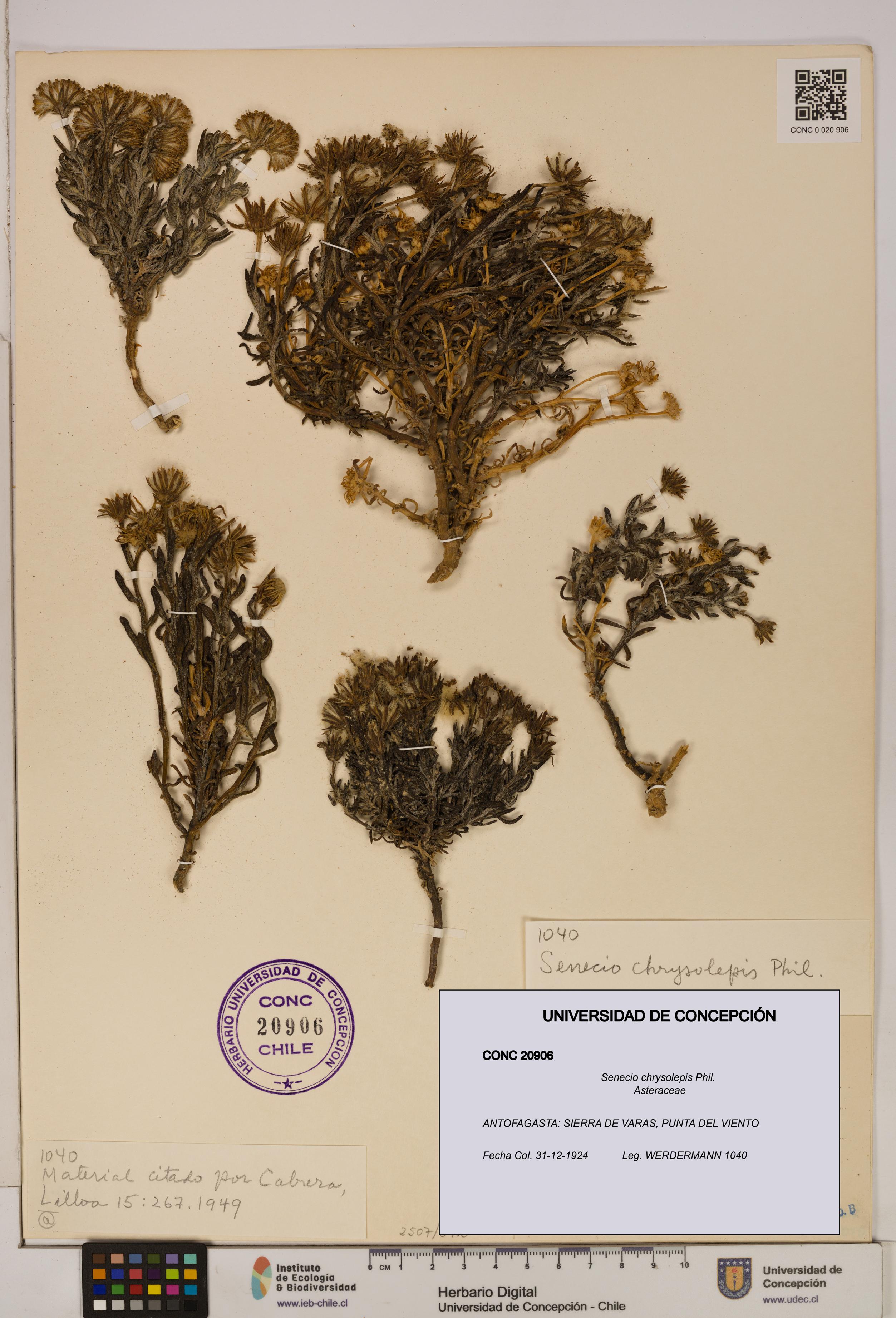 Senecio chrysolepis [Espécimen: UDEC:CONC:0020906]