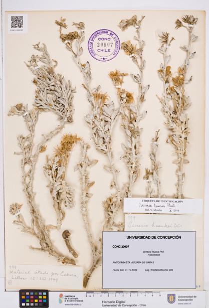 Senecio leucus [Espécimen: ]