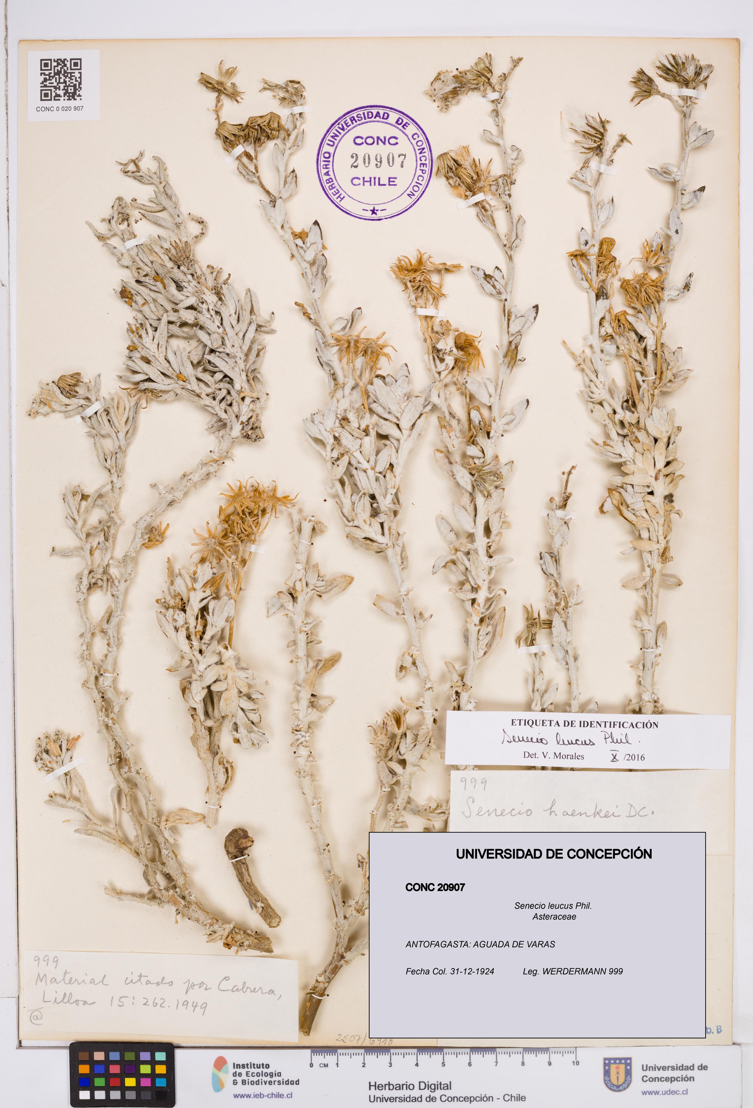 Senecio leucus [Espécimen: ]