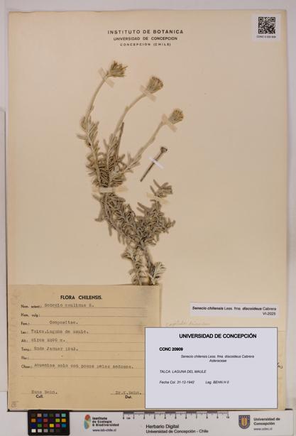 Senecio chilensis fma. discoideus [Espécimen: UDEC:CONC:0020909]