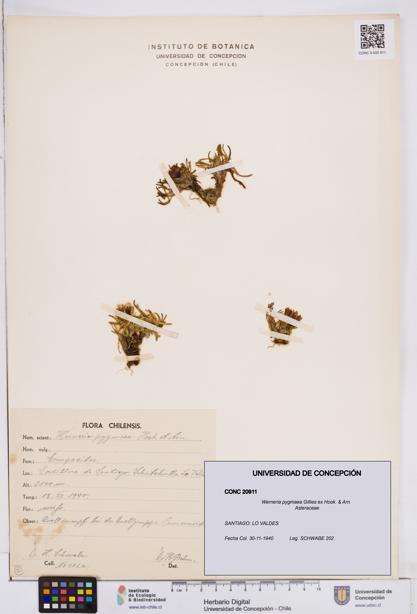 Werneria pygmaea [Espécimen: ]