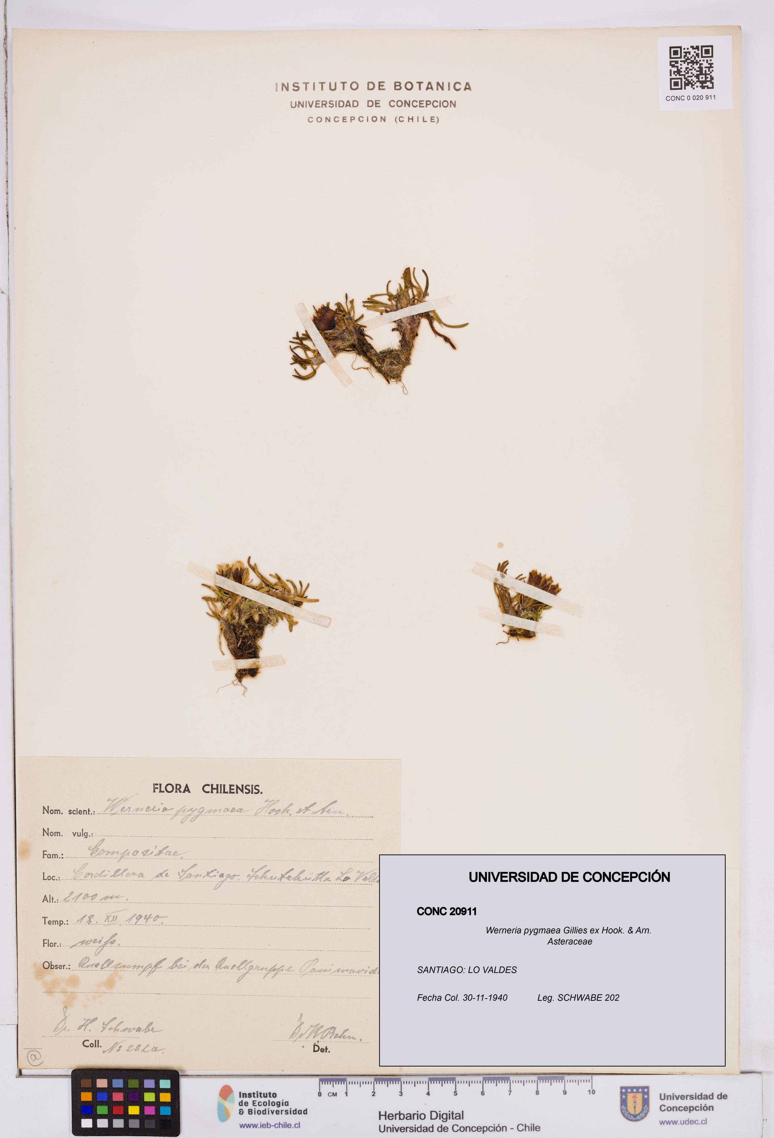 Werneria pygmaea [Espécimen: ]